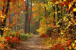 foret